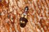 Philorhizus quadrisignatus